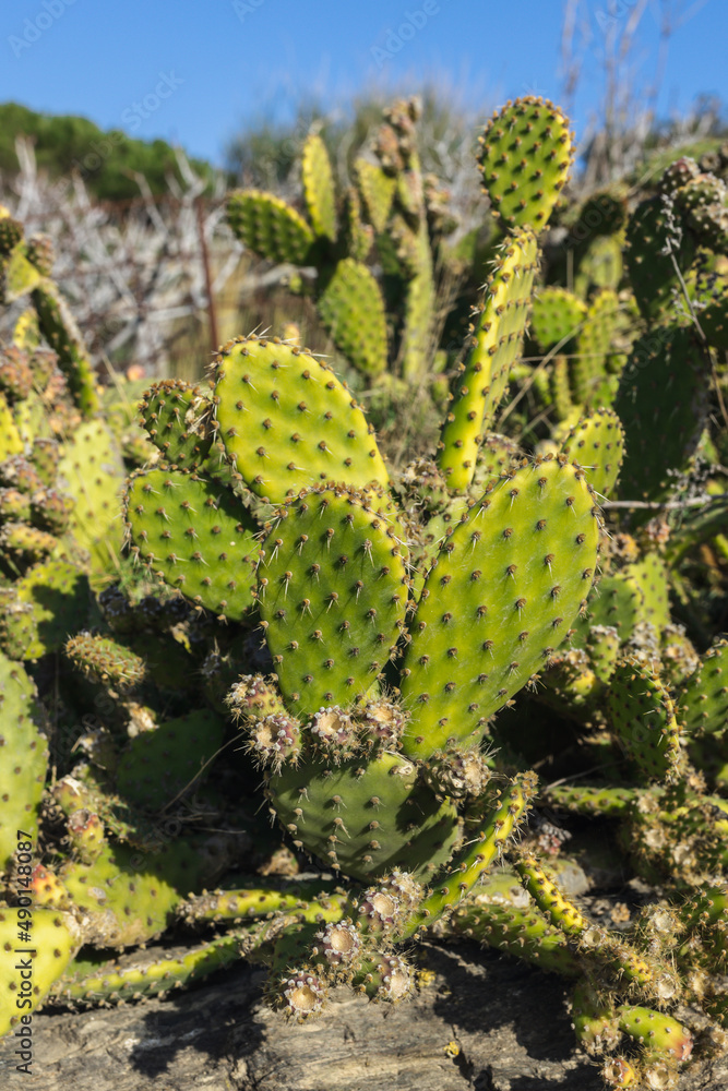Green cactus on rocky grounds along the Mediterranean coast in Spain. Green cactus on rocky grounds along the Mediterranean coast in Spain.