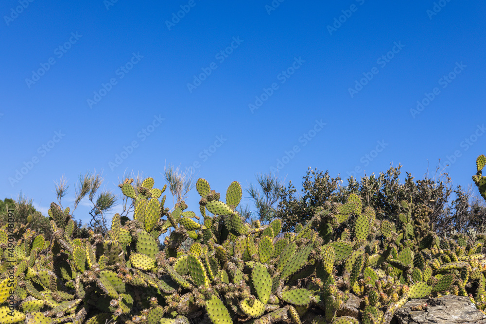 Green cactus on rocky grounds along the Mediterranean coast in Spain. Green cactus on rocky grounds along the Mediterranean coast in Spain.