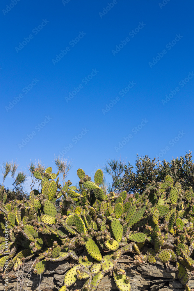 Green cactus on rocky grounds along the Mediterranean coast in Spain. Green cactus on rocky grounds along the Mediterranean coast in Spain.