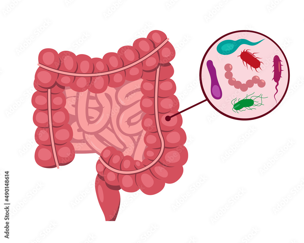 Human small and large intestine and intestinal bacteria. Microflora ...