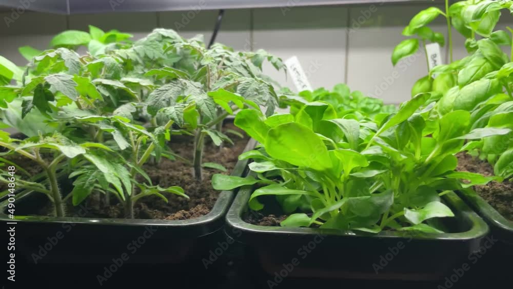 Fresh organic basil, lettuce, tomato and pepper plants growing indoors in pots under grow lights. Concept of indoor vegetable garden. Fresh organic basil, lettuce, tomato and pepper plants growing indoors in pots under grow lights. Concept of indoor vegetable garden.