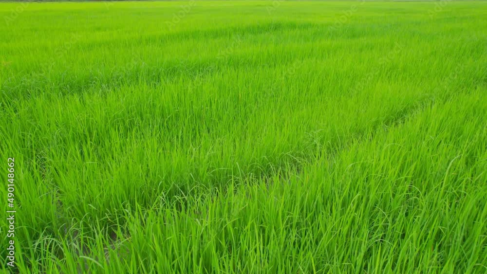 View over the early summer green fields or rice field from the air. View over the early summer green fields or rice field from the air.