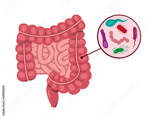 Human small and large intestine and intestinal bacteria. Microflora, viruses insidethe Internal organ, digestive tract. Anatomy icon for medical and health concept. Vector illustration.