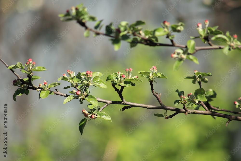 Spring flowering apple trees against the background of a blured garden. High quality photo Spring flowering apple trees against the background of a blured garden. High quality photo