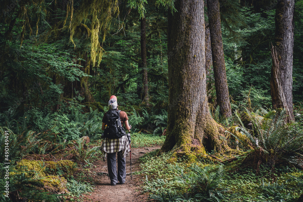 Hiker looking up at old growth trees in a temperate rainforest