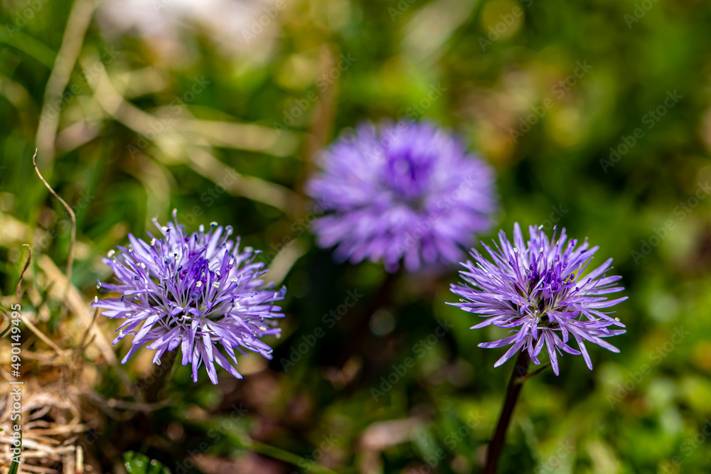 Globularia cordifolia flower in mountains, close up Globularia cordifolia flower in mountains, close up