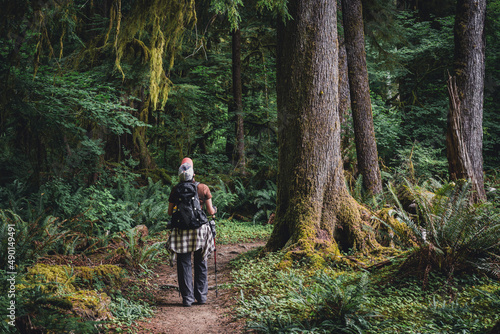 Hiker looking up at old growth trees in a temperate rainforest