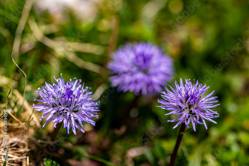 Globularia cordifolia flower in mountains, close up