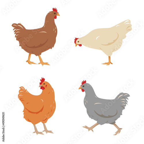 Set of Chicken birds in different poses isolated on white background. Brown, gray, red and white pens poultry icons. Vector flat or cartoon illustration.