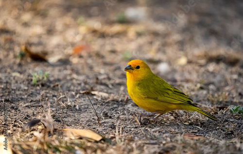 Real Canary on the grass, also known as the Garden Canary. Venezuela