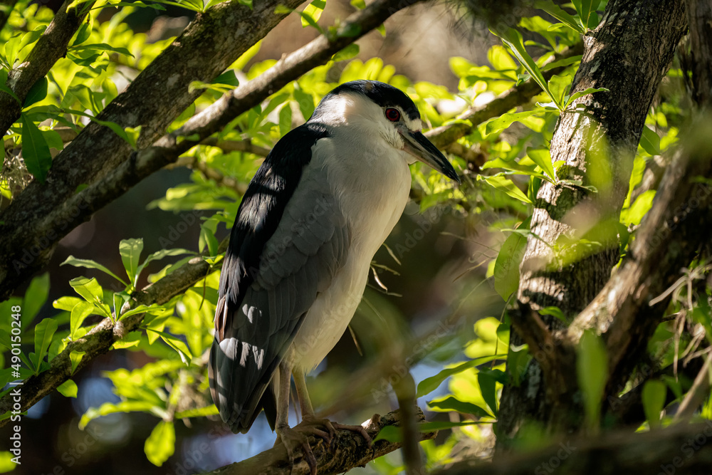 Gray heron also known as Guaco Manglero or chicuaco enmascarado Bird. Animal themes Gray heron also known as Guaco Manglero or chicuaco enmascarado Bird. Animal themes
