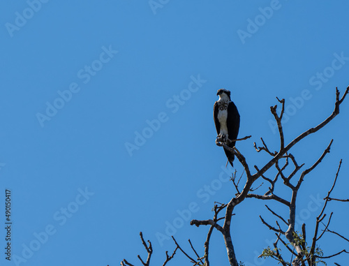 Aguila Pescadora or Guincho-Pandion haliaetus perched on tree branch. Animal themes © DOUGLAS