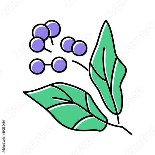 camphor aromatherapy color icon vector isolated illustration