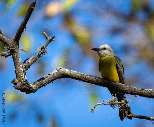 Tirano melancólico also known as Tyrannus melancholicus, Tirano Piriri, perched on a branch.