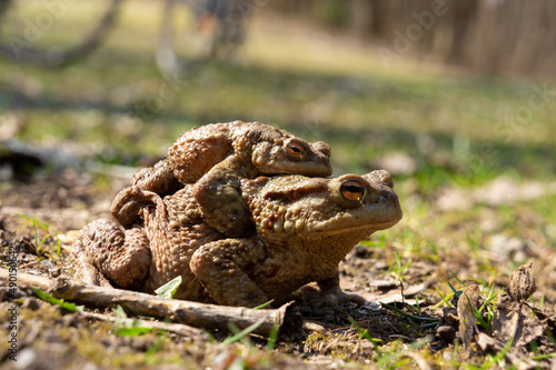 Male toad mounted on a female for mating photo