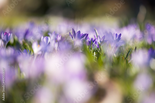 Wiese voller lila Krokusse mit verschwommenem Vordergrund- und Hintergrund Bokeh