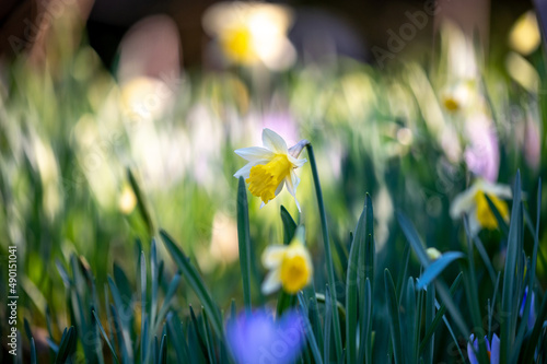 Osterglocken (Narzissen) in einer Blumenwiese vor freigestelltem verschwommenen Hintergrund photo