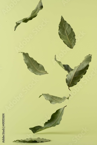 levitating laurel leaves on a green background