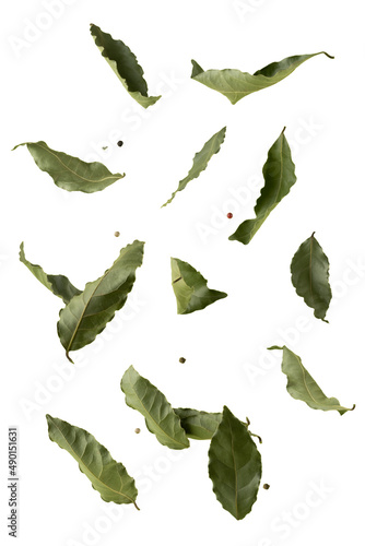 laurel leaves levitate on a white background