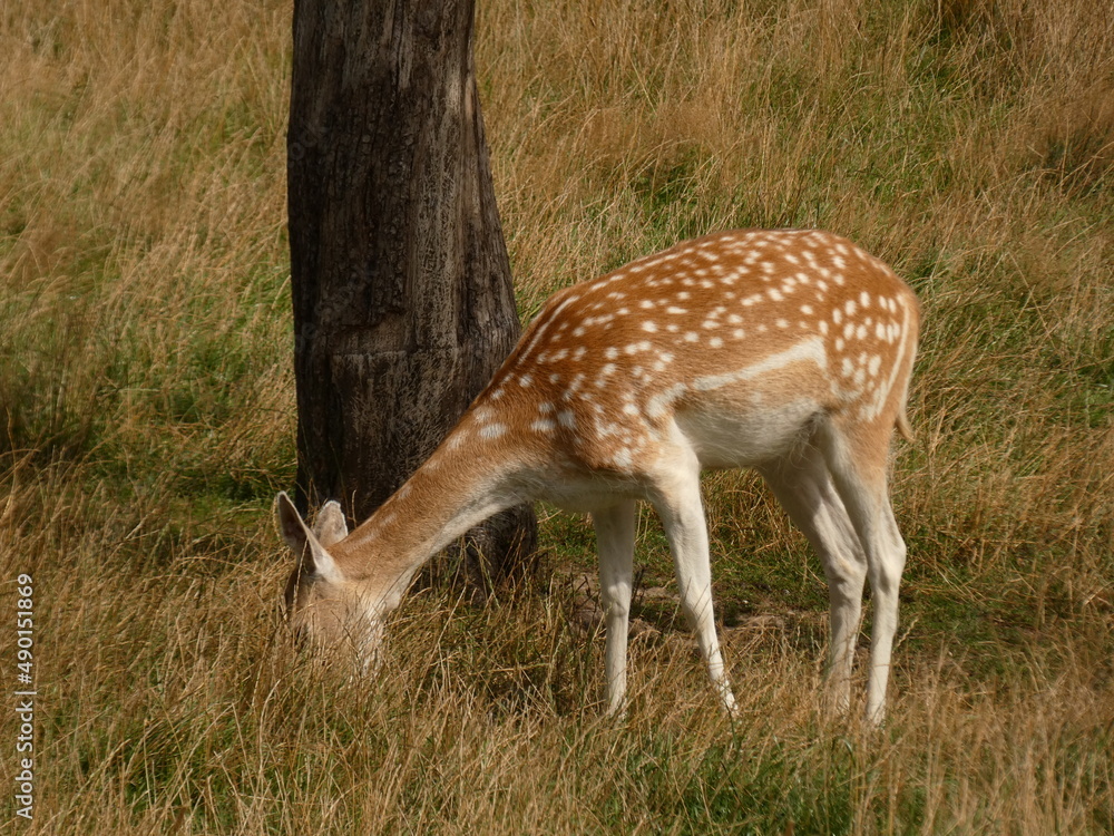 Obraz premium European fallow deer (Dama dama) grazing, Pomorskie Province, Poland