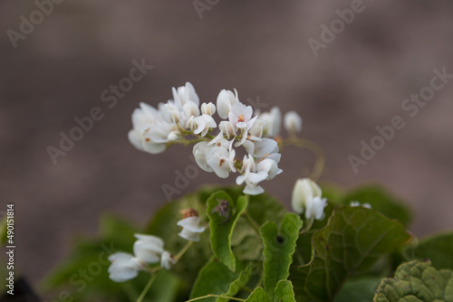 Antigonon leptopus is a sarmentosa creeper