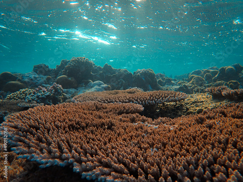 Canvas Print Underwater scenery with tropical orange reefs