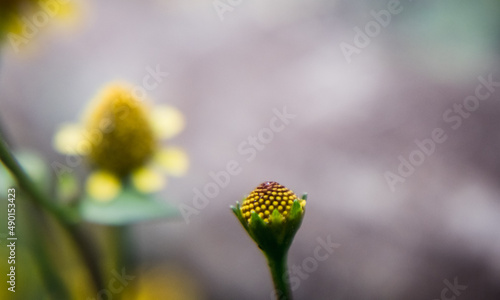 Close-up of a Jambu flower (wild flower) in roadside. photo