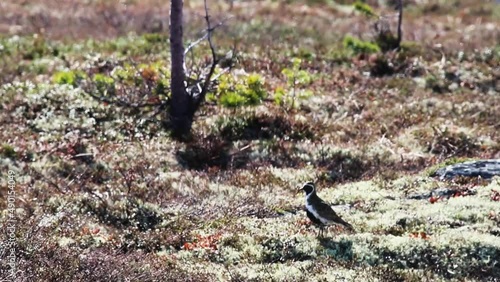 A Eurasian golden plover (Pluvialis apricaria altifrons) in a mountain (fjeld) tundra. Around dwarf pines and deer moss. Lapland photo