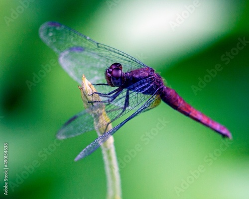 Macro image of a purple and red dragonfly clinging to branch in the Amazon jungle inside the Madidi National Park, Rurrenabaque in Bolivia. photo