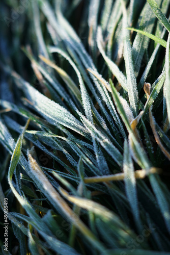 Close-up macro focus shot of Scutch grass with bright sunlight photo