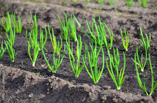 Young green shoots of onions grow from the ground in the garden on the bed