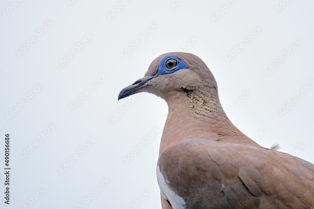 Eared Dove (Zenaida auriculata), detail portrait. Eared Dove (Zenaida auriculata), detail portrait.