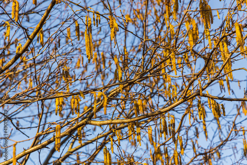 Fototapeta Naklejka Na Ścianę i Meble -  Kwitnąca leszczyna