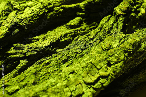 Texture of green bark, closeup