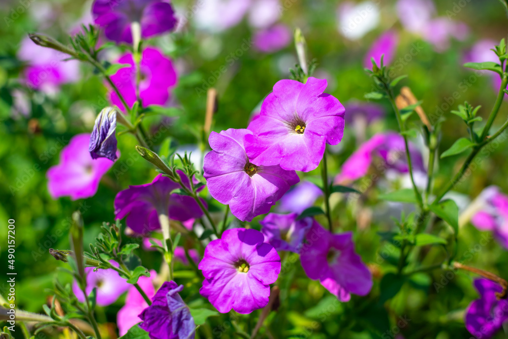 Beautiful purple petunia flowers bloom in the garden. Landscaping of a personal plot