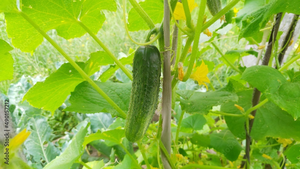 There are cucumbers growing in the vegetable garden in summer. Among the leaves and flowers, a