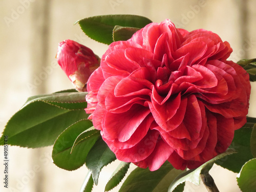 Fotobehang Beautiful pink camellia in the garden