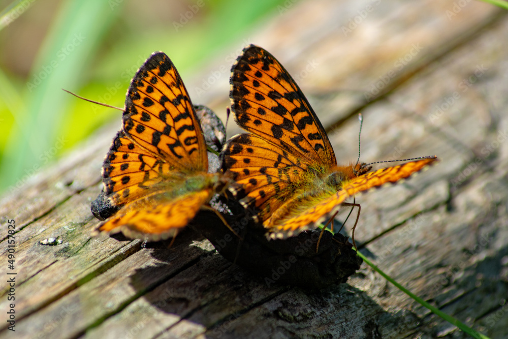 Obraz premium Pair of bright orange fritillary butterflies