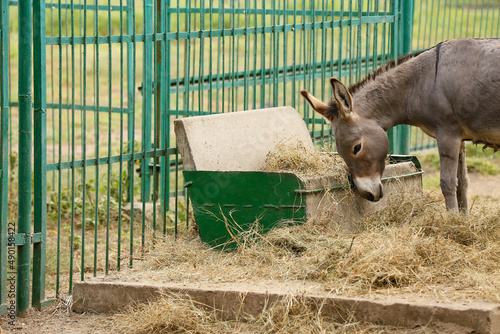 Leinwand Poster Grey donkey in zoological garden