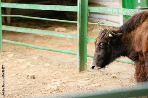 Cute yak in zoological garden