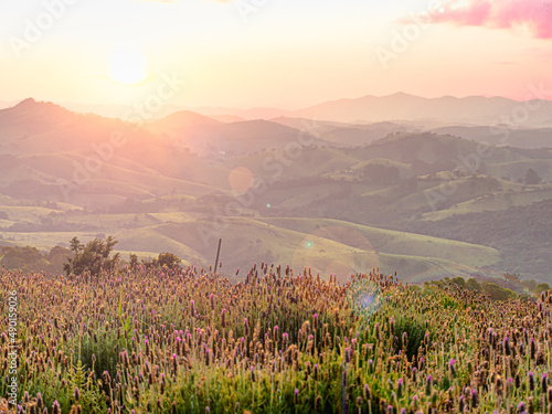 Pôr do sol de cor ouro rosé em um campo de lavandas em Cunha, São Paulo, Brasil. Fotografia de paisagem com flores e montanhas durante a hora dourada no entardecer da primavera.