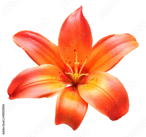 Beautiful lily flower orange isolated on white background