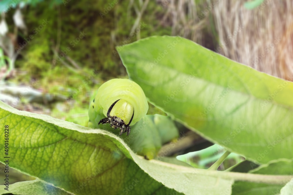 Fototapeta premium Caterpillar moth on winter leaf. It is a dangerous pest.
