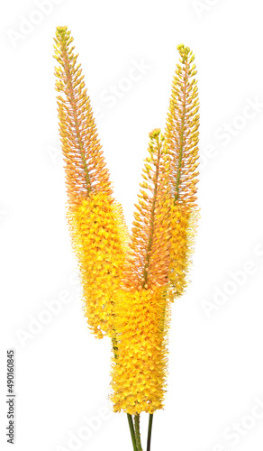 Bouquet yellow eremurus flower isolated on white background. Flat lay, top view photo