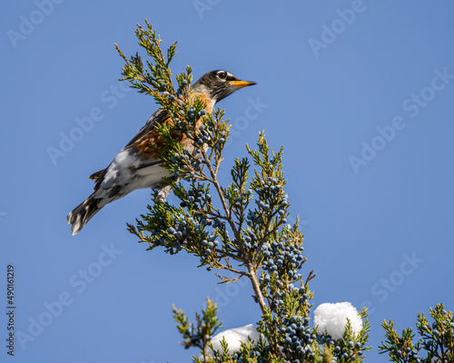 American Robin on a tree in Dover Tennessee photo