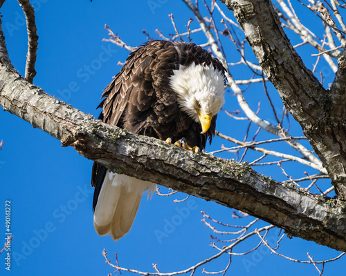 Bald Eagle on a branch of a tree in Dover Tennessee photo