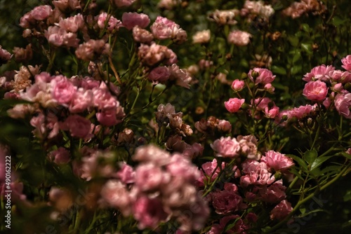 Wallpaper Mural pink flowers in the garden Torontodigital.ca