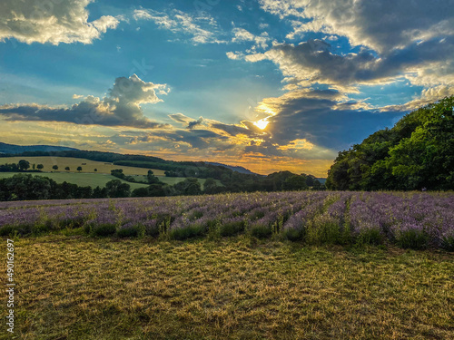 Scenic view of a lavender field during sunset in Horn-Bad Meinberg, Germany photo