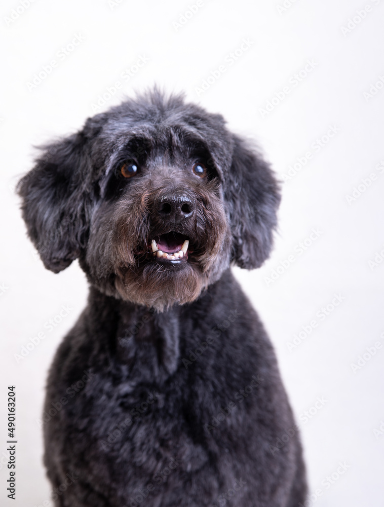a black dog on a light background. old black dog