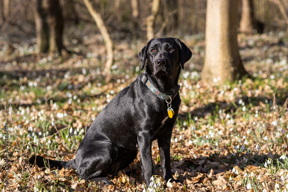 Black Labrador sitting in the forest looking at he camera